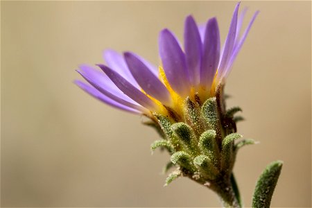 Dieteria canescens