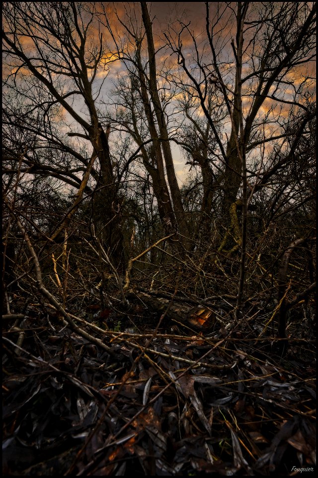 Undergrowth - I