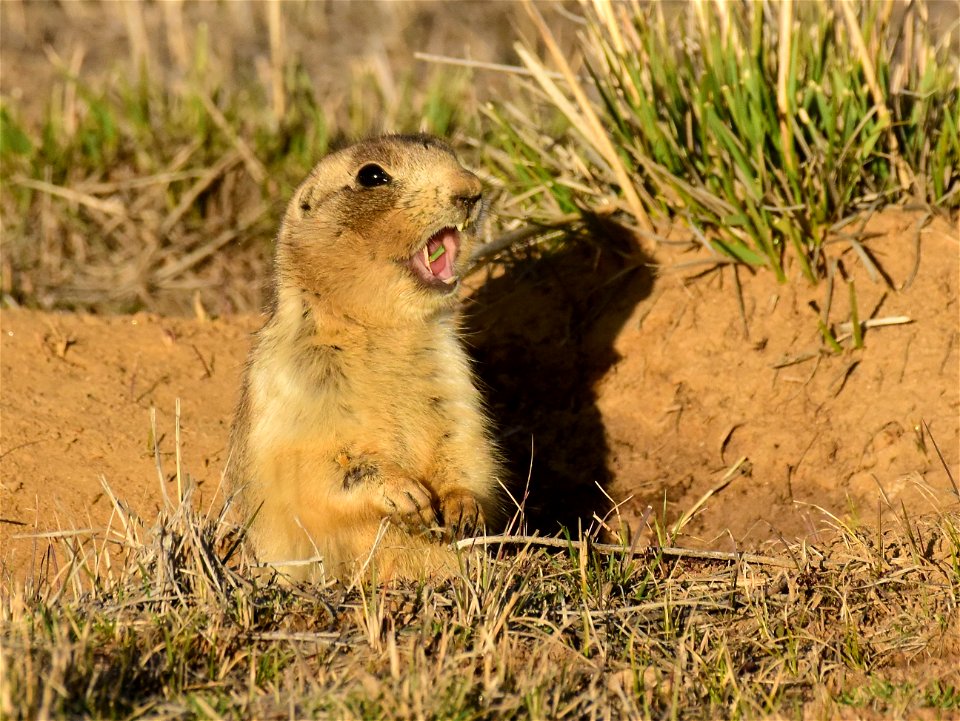 White-tailed prairie dog at Arapaho National Wildlife Refuge Colorado