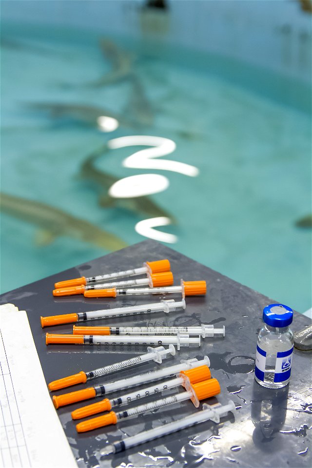 Prepping for a Pallid Sturgeon Spawn