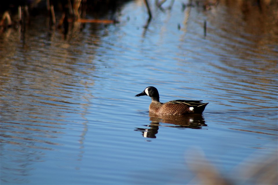 Blue-winged teal Owens Bay Lake Andes National Wildlife Refuge South Dakota