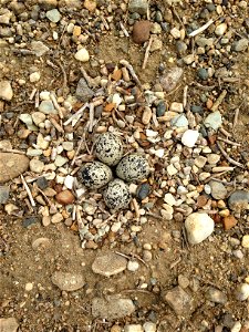 Killdeer Nest on Lake Andes Wetland Management District South Dakota photo