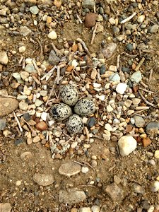 Killdeer Nest on Lake Andes Wetland Management District South Dakota