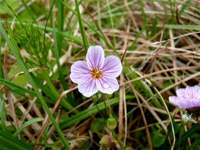 Claytonia photo