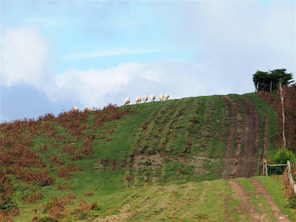 Formation grazing