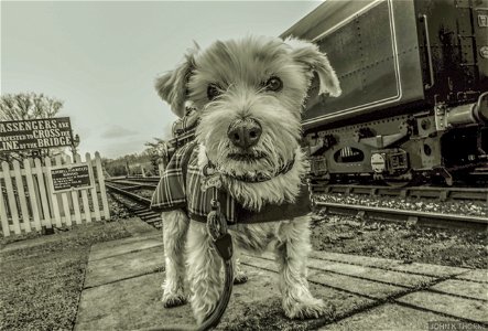Remembering Timmy The Dog.