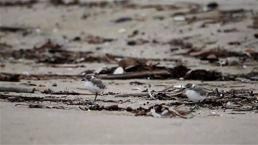 Western snowy plover chicks at Huntington State Beach photo
