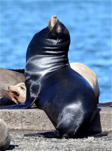 SEA LION, CALIFORNIA (Zalophus californianus) (03-19-2022) crescent city, del norte co, ca -13 photo