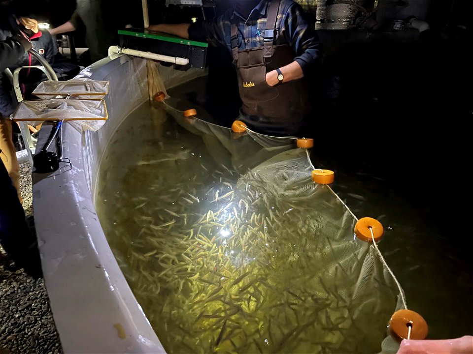 Delta smelt experimental release