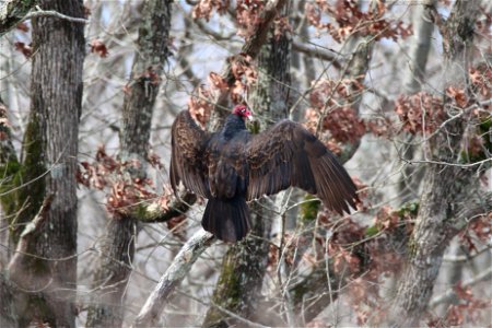 Turkey Vulture at Mingo National Wildlife Refuge in Missouri