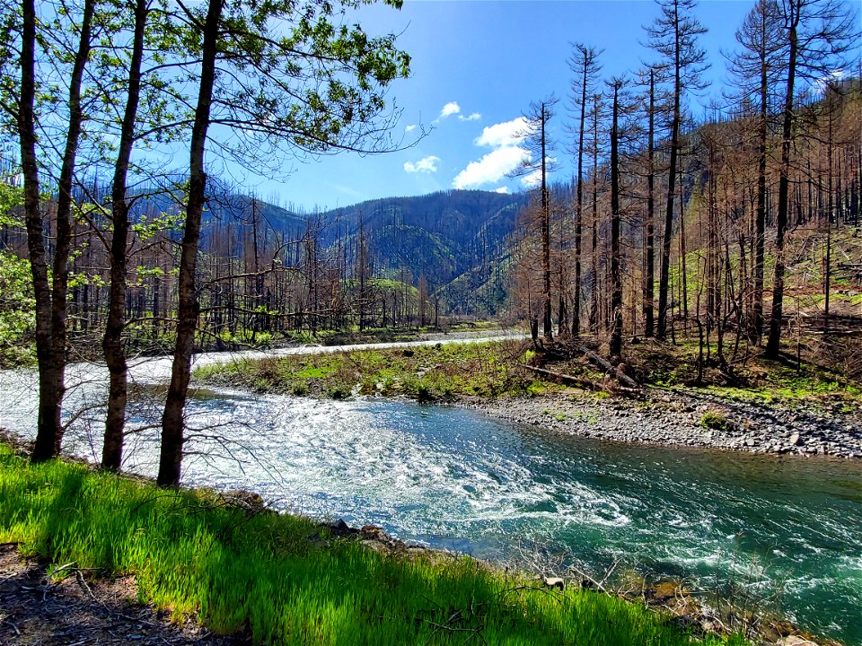 Clackamas River 8 months after Riverside Fire, Mt. Hood National Forest