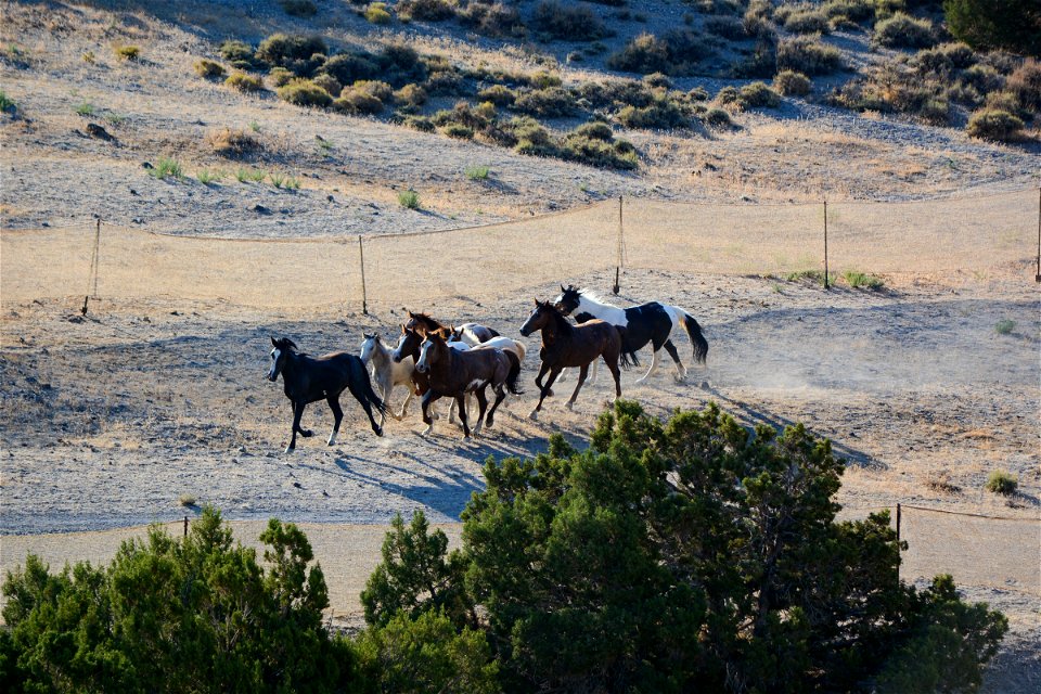 2021 Conger Herd Management Area Gather