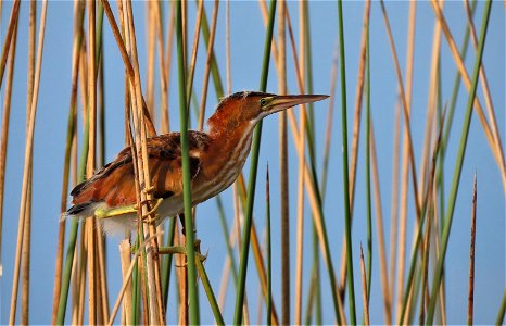 Young Least Bittern...still has some baby fuzz photo