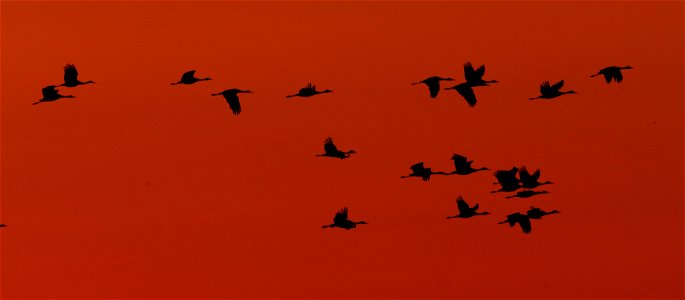 Sandhill Cranes at Sunset Huron Wetland Management District South Dakota photo