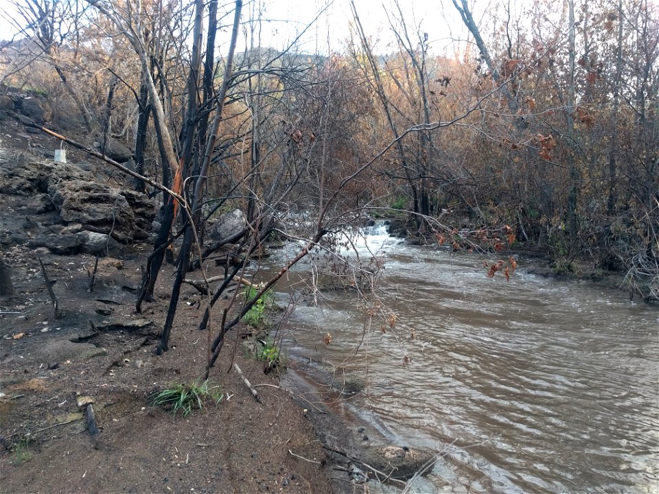 Burned riparian vegetation