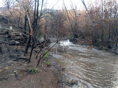 Burned riparian vegetation
