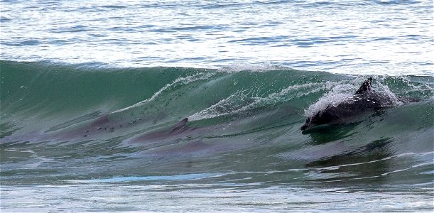 Dolphins at Betka Beach