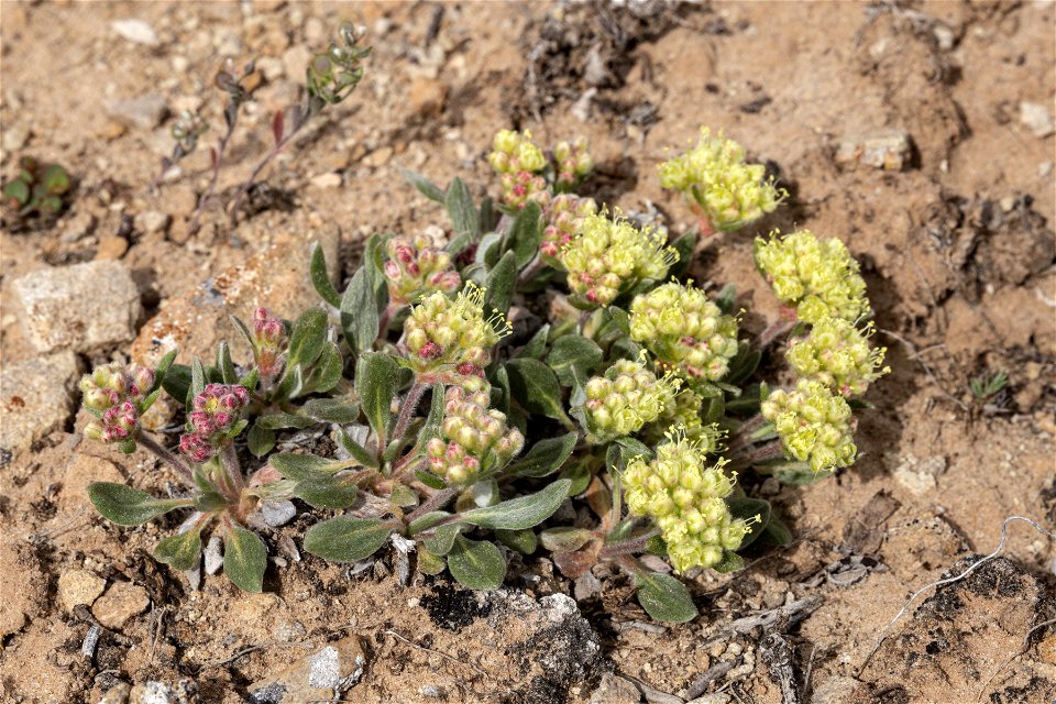 Eriogonum flavum