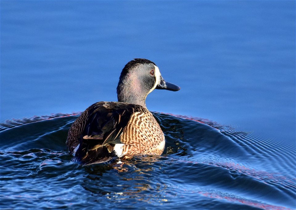 Blue-winged teal at Seedskadee National Wildlife Refuge