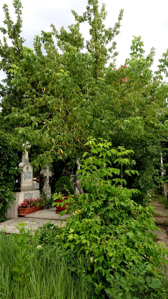 cimitir_SfantaVineri2021_0724_080430(1)