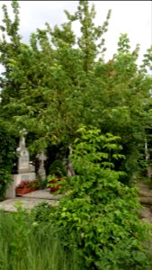 cimitir_SfantaVineri2021_0724_080430(1) photo