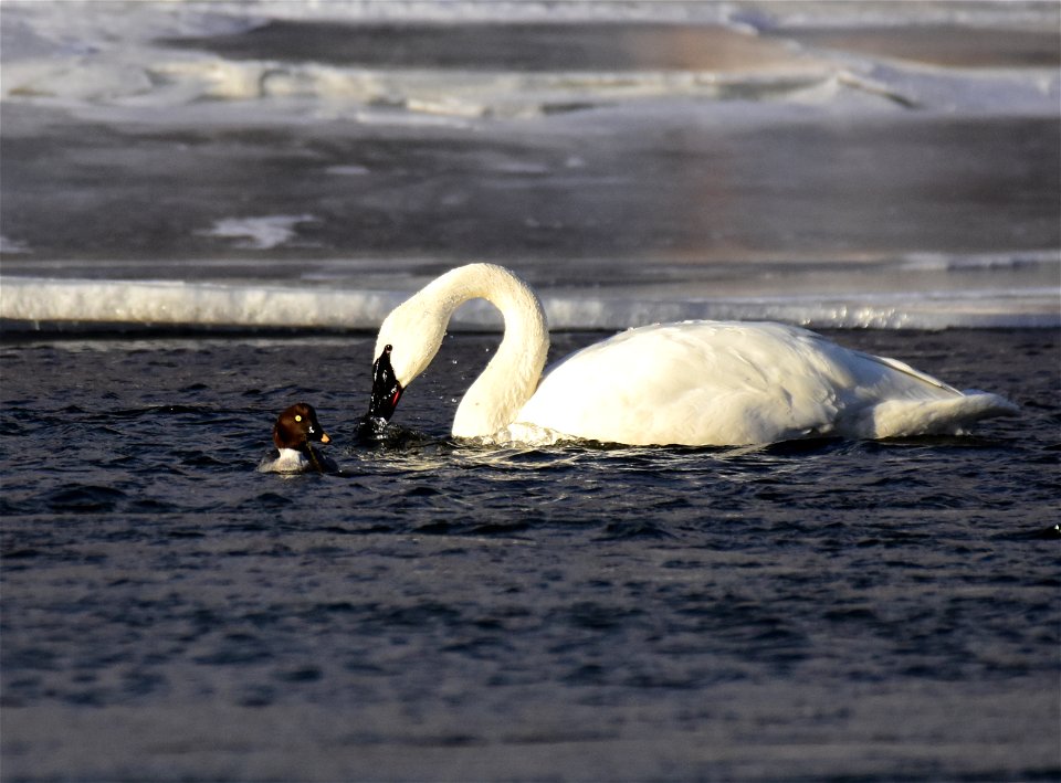 Trumpeter swans at Seedskadee National Wildlife Refuge