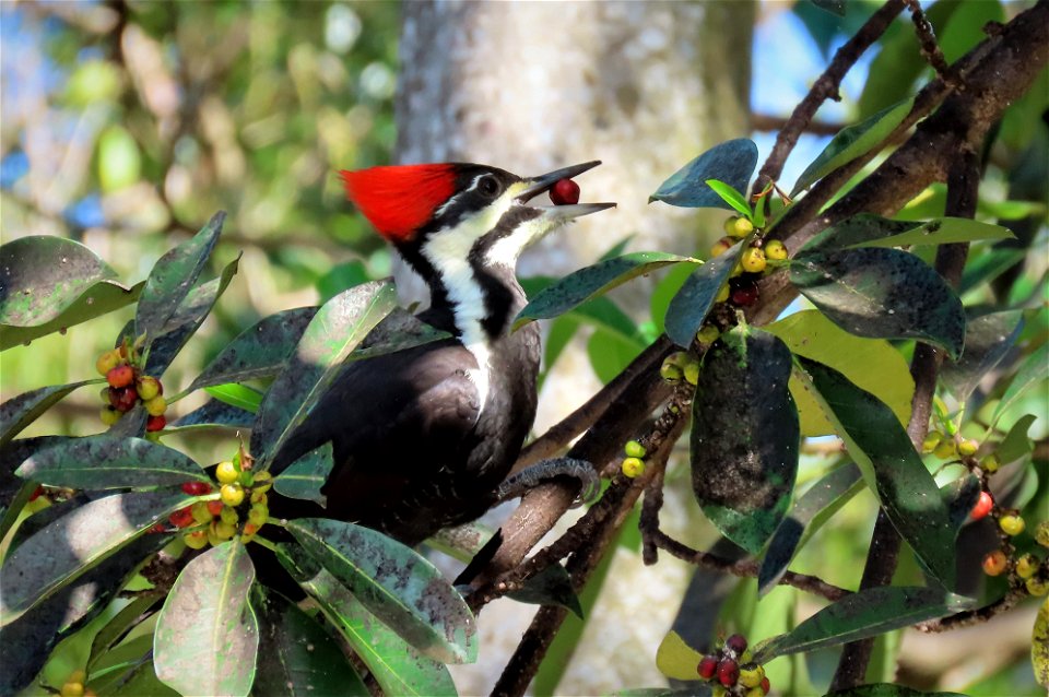 Pileated Woodpecker