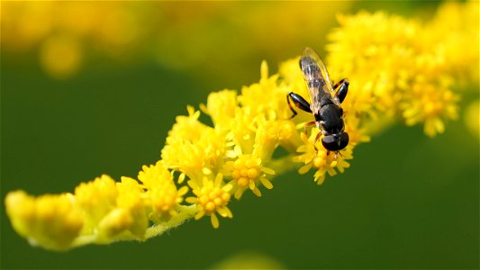 Syritta pipiens (Gemeine Keulenschwebfliege), Männchen