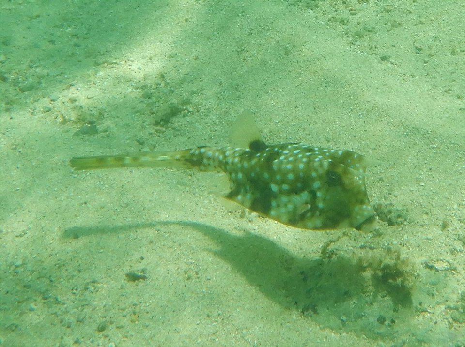Lactoria cornuta 2