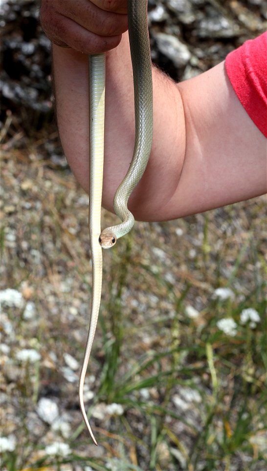 WESTERN YELLOW-BELLIED RACER (Coluber constrictor mormon) (05-15-2022) at bridge, howell botanical drive, 8 dollar road, josephine co, or (1)