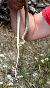 WESTERN YELLOW-BELLIED RACER (Coluber constrictor mormon) (05-15-2022) at bridge, howell botanical drive, 8 dollar road, josephine co, or (1)