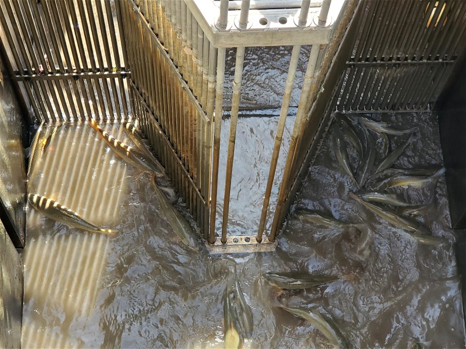 Selective "V" Fish Trap