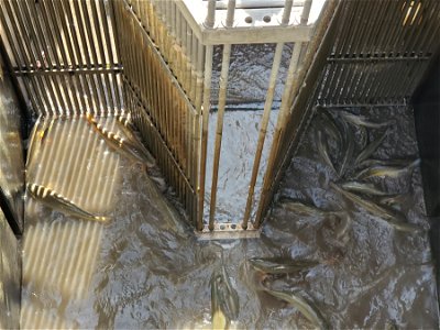 Selective "V" Fish Trap