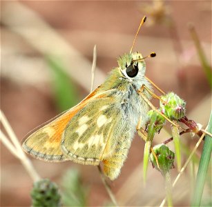 SKIPPER, LINDSEY'S (Hesperia  lindseyi) (06-15-2022)  male, rattlesnake spring, copco road, jackson co, or -03