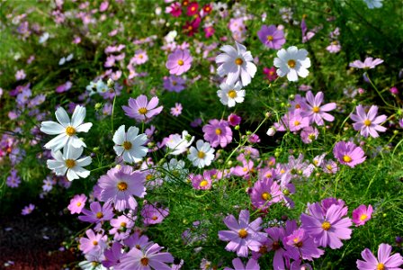 Cosmos Flowers photo