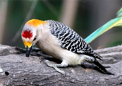 526 - GOLDEN-FRONTED WOODPECKER (02-04-2023) national butterfly center, palmview, hidalgo co, tx (2)