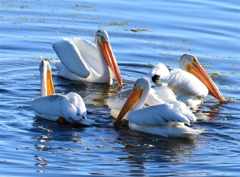 American white pelican at Seedskadee National Wildlife Refuge photo