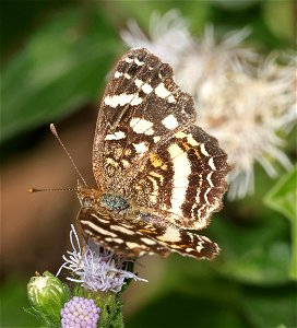 CRESCENT, PALE-BANDED (Phycoides tulcis) (02-26-2023) female, national buttrtfly center, palmview, hidalgo co, tx -01