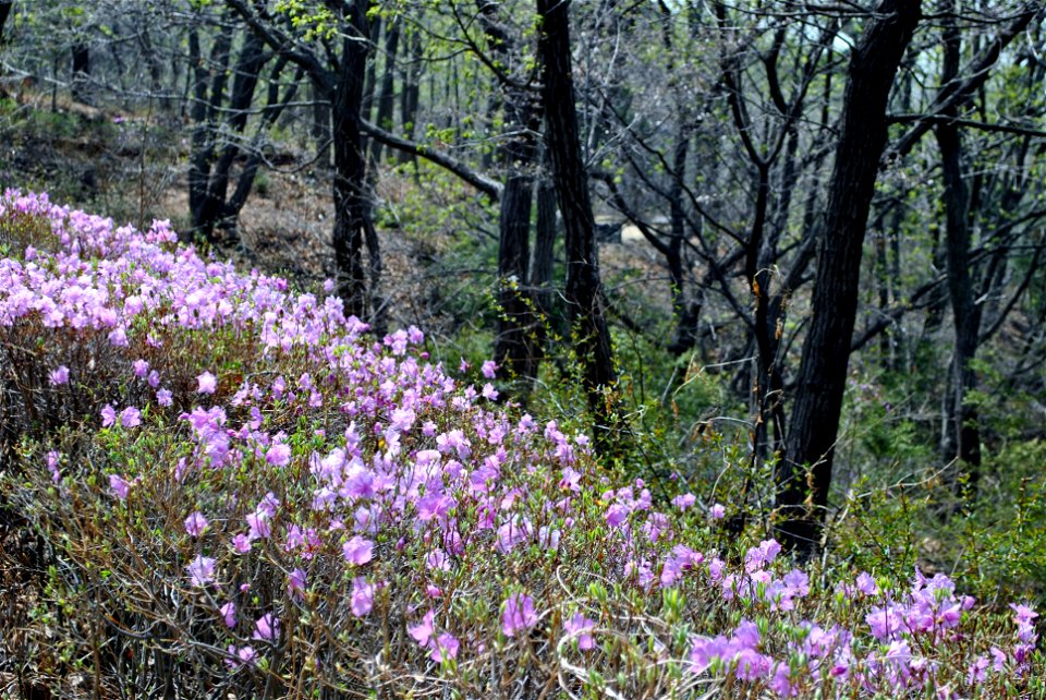 Younginsan Park Spring 2023