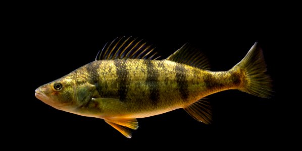 Yellow Perch (Perca flavescens) photo