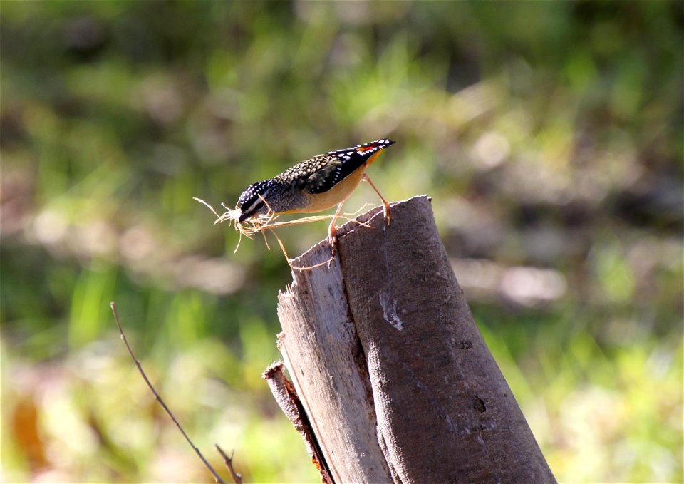 Spotted pardalote (pardalotus punctatus)