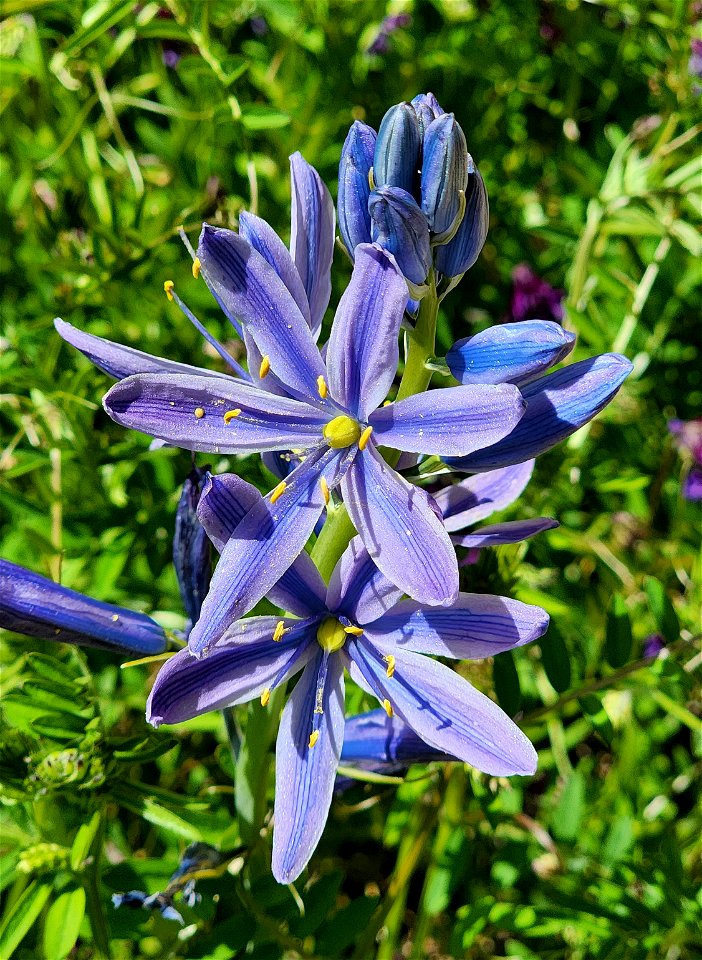 Camassia leichtlinii (Sukdorf;s Large Camus) (05-17-2022) prescott park, medford, jackson co, or -02