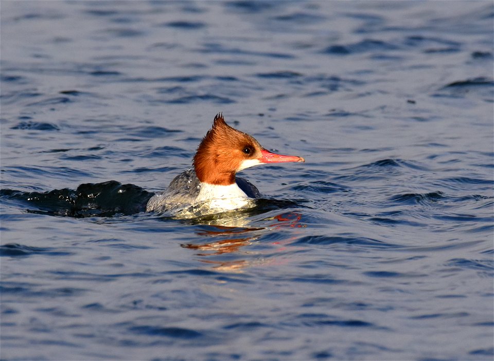 Common merganser at Seedskadee National Wildlife Refuge