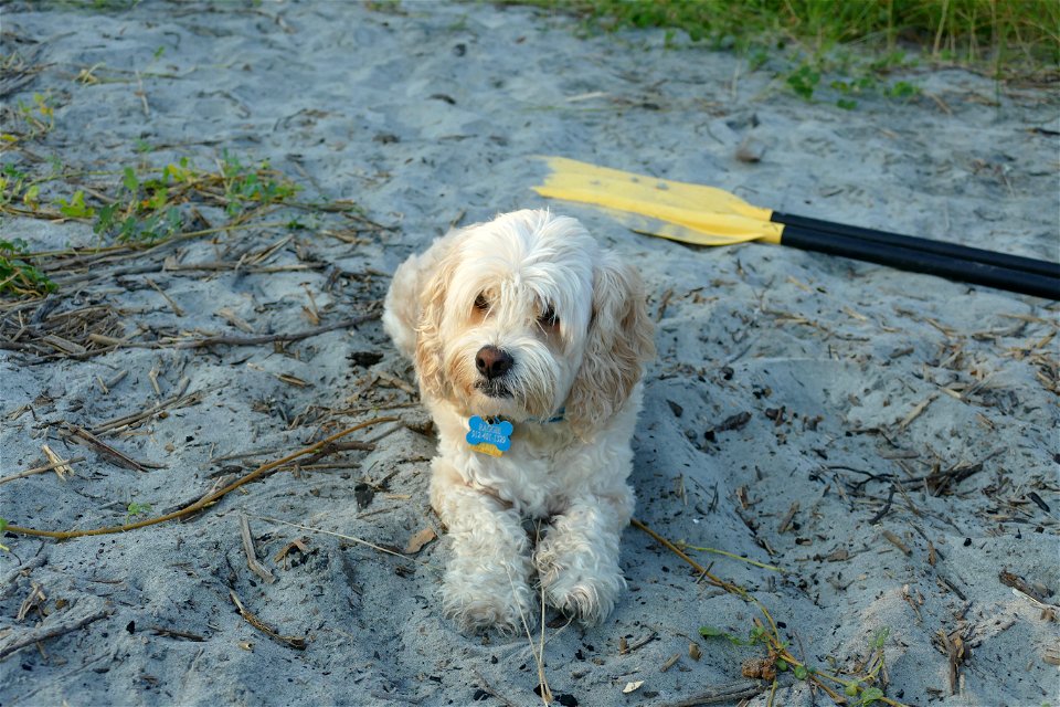 pretty puppy-P1950070
