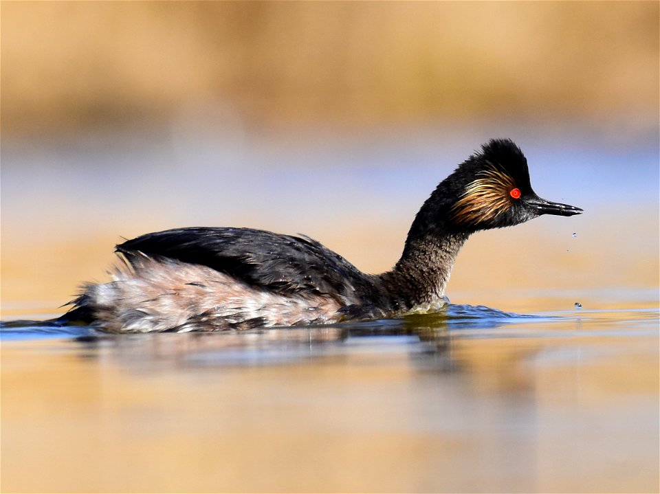 Eared grebe at Seedskadee National Wildlife Refuge
