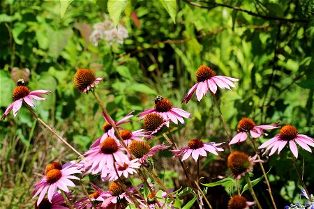 Bumble bees on purple coneflower photo