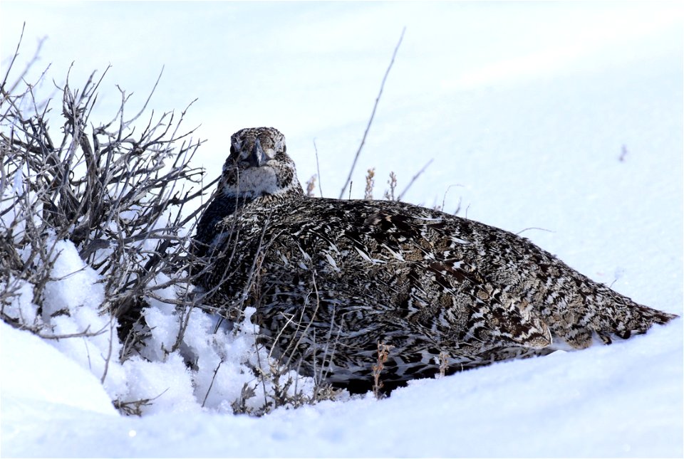 Greater sage-grouse on Seedskadee National Wildlife Refuge