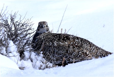 Greater sage-grouse on Seedskadee National Wildlife Refuge