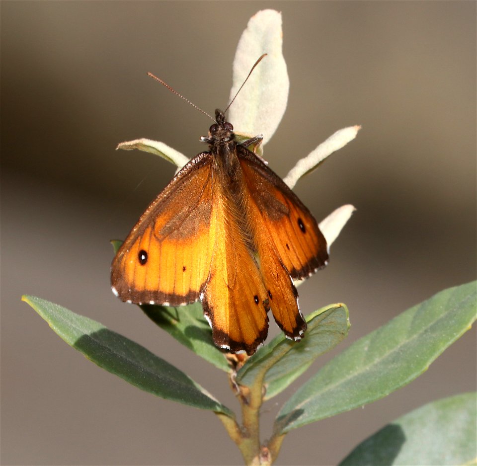 ARCTIC, GREAT (Oeneis nevadensis) (6-3-2021) low divide road, del norte co, ca -02
