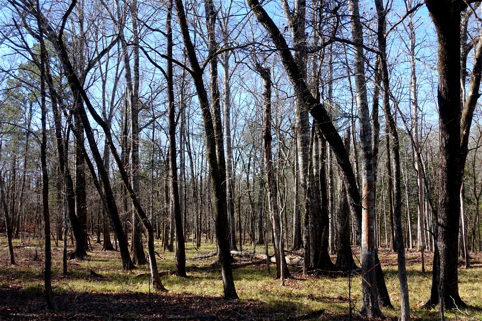 Hardwood bottom - Winn Ranger District - Kisatchie National Forest